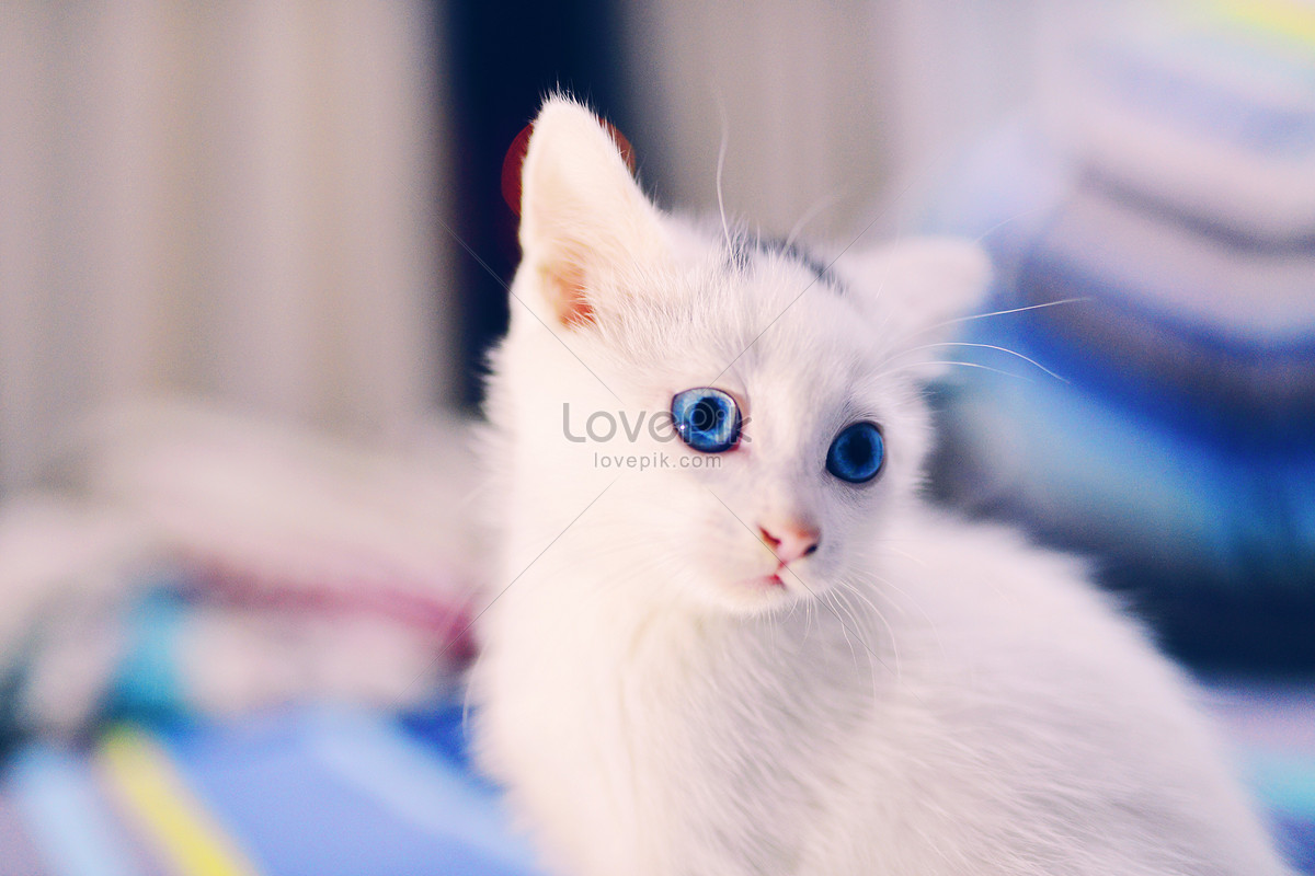 รูปแมวน่ารัก, Hd รูปภาพโลกแมว, แมวน่ารัก, แมวตาสีฟ้า ดาวน์โหลดฟรี - Lovepik