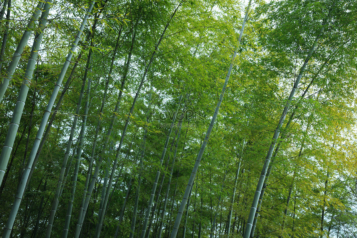 A Piece Of Bamboo Picture And HD Photos | Free Download On Lovepik
