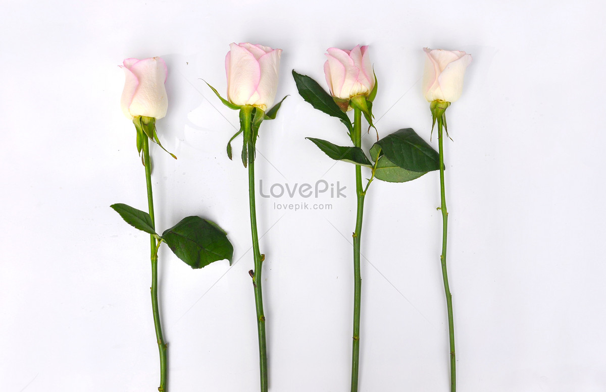 Background Of Flowers Picture And HD Photos | Free Download On Lovepik