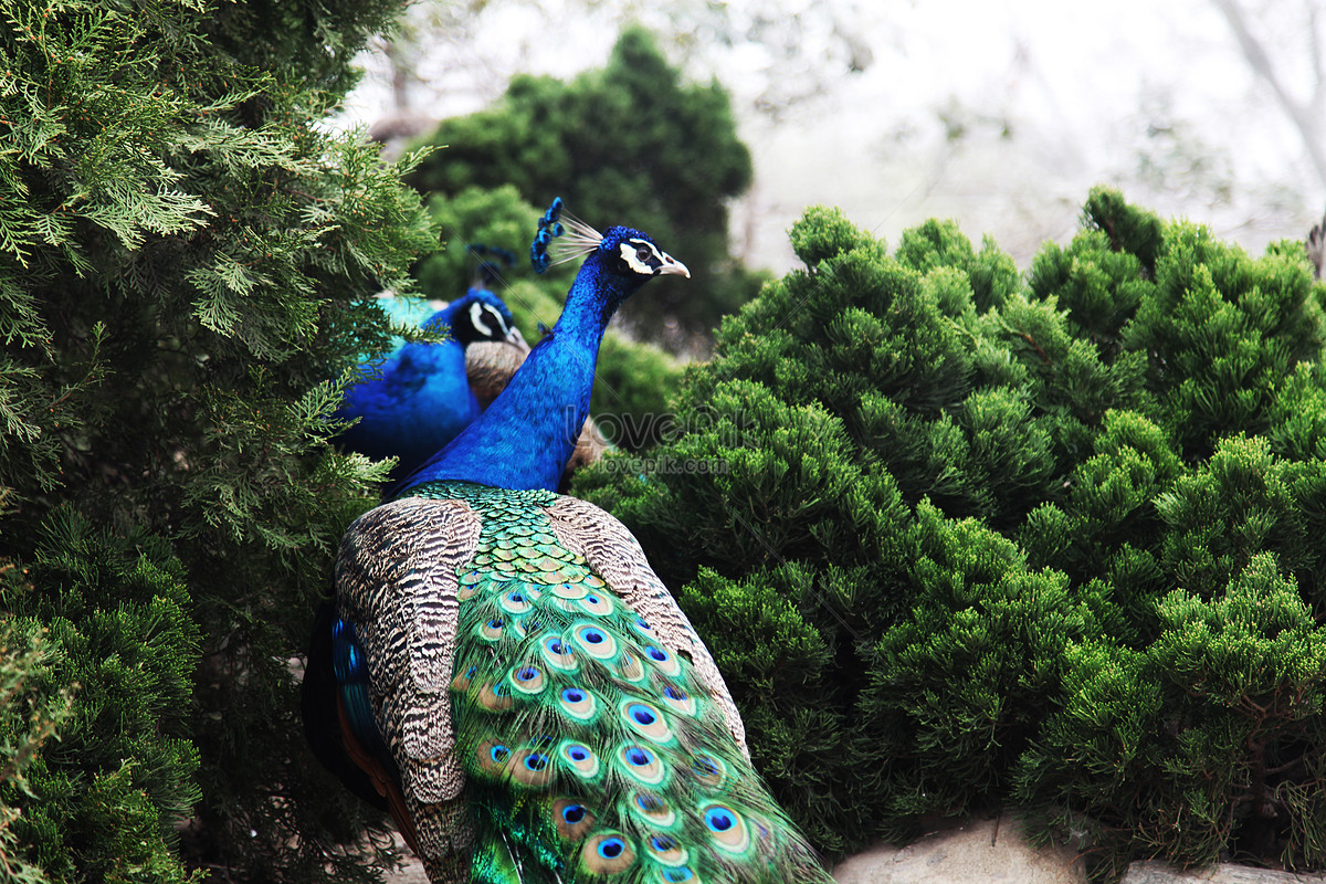 Download Beautiful Peacock hd photos | Free Stock Photos - Lovepik