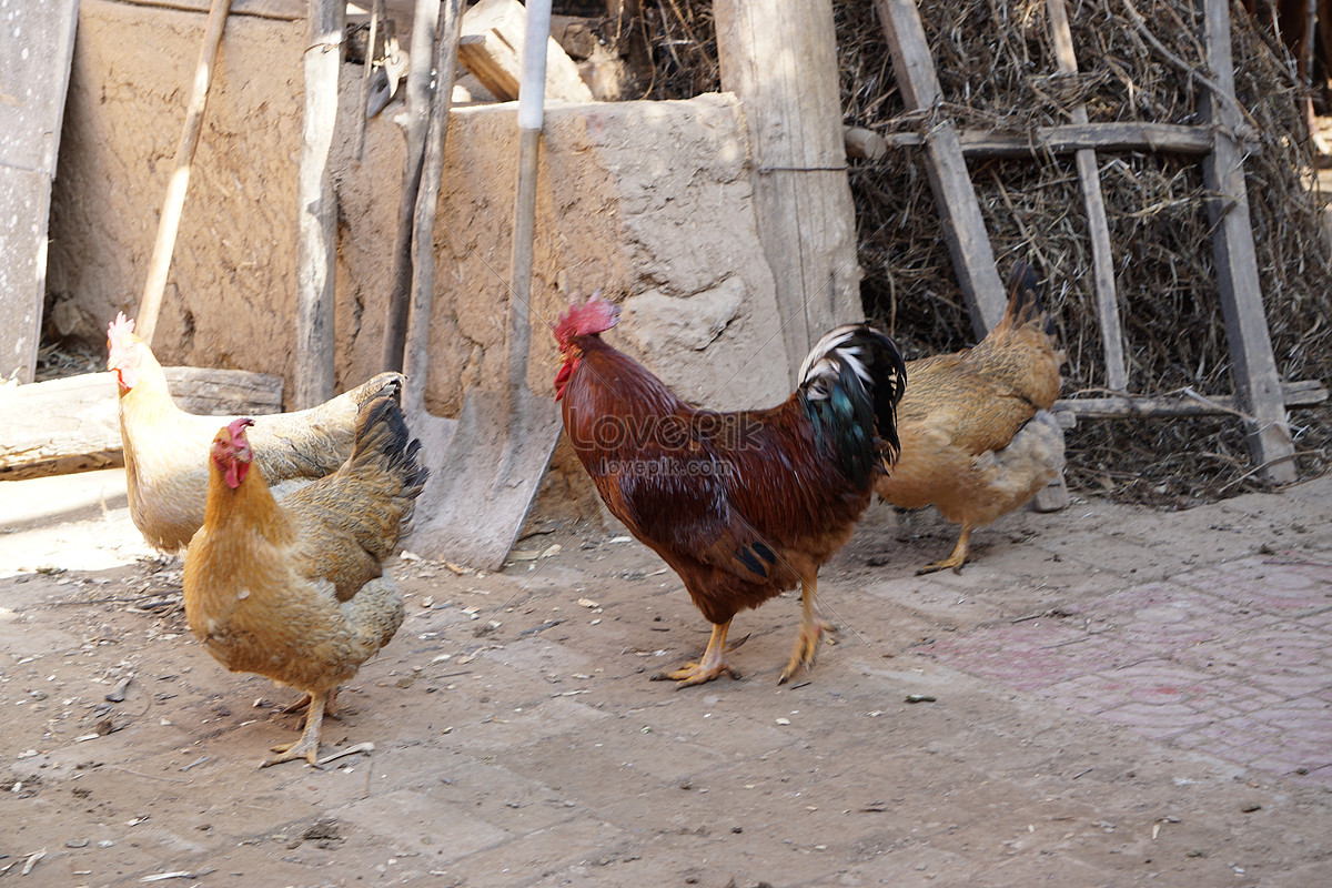 ไก่ ไก่ เมืองจางบา ไก่ Hd ภาพถ่ายจาง เมือง ไก่แดง ดาวน์โหลดฟรี