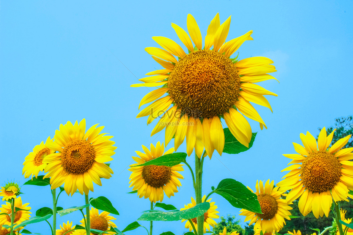 Flor Mar Girasol Foto | Descarga Gratuita HD Imagen de Foto - Lovepik