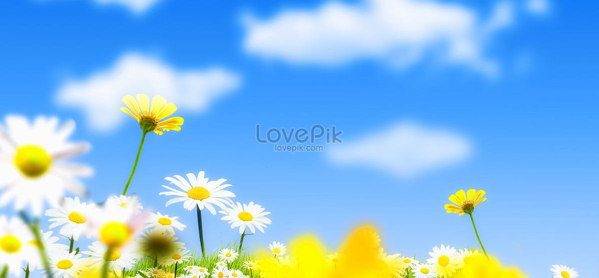 Flowers And Blue Sky Background Picture And HD Photos | Free Download On  Lovepik