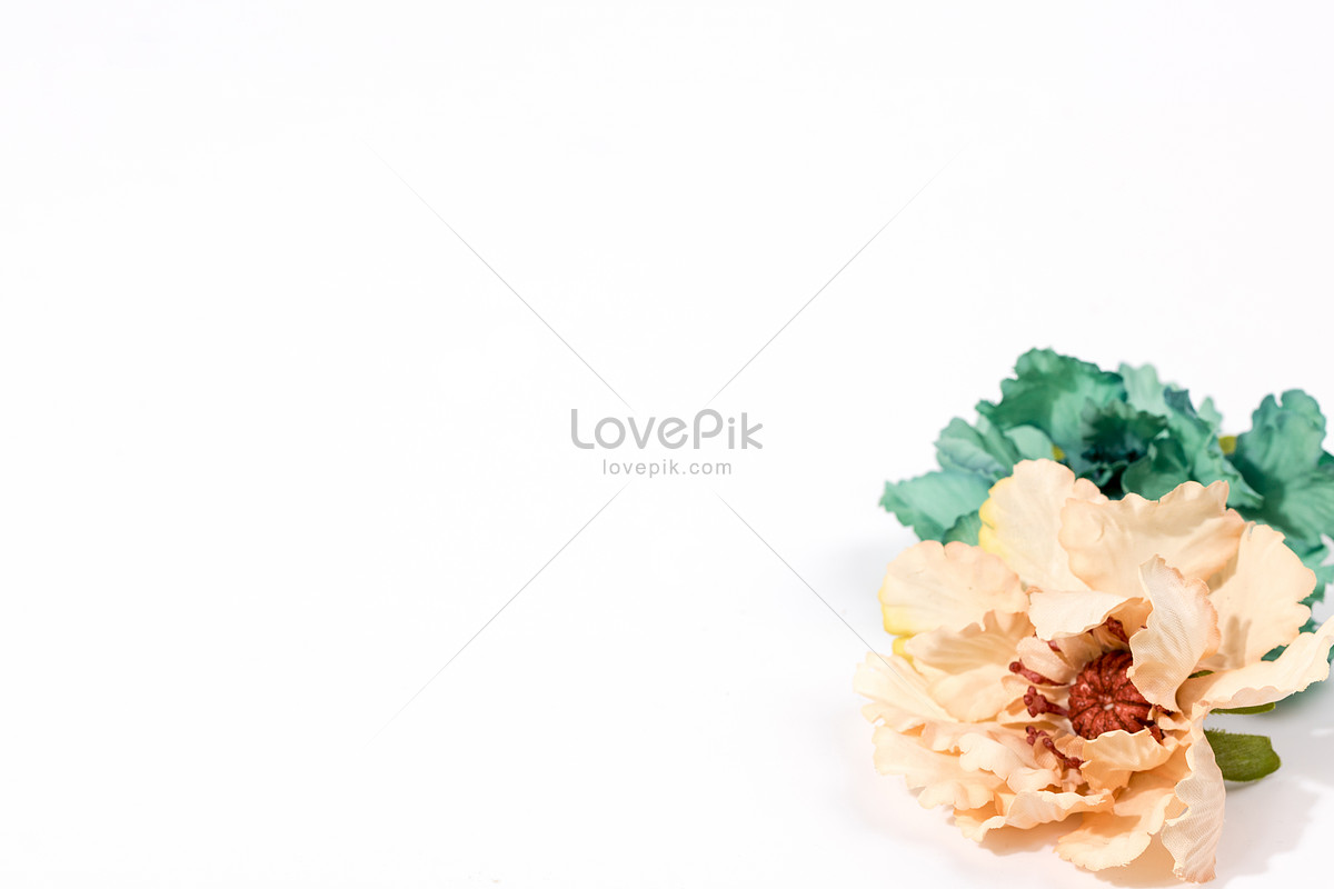 하얀 배경의 꽃 사진 무료 다운로드 - Lovepik