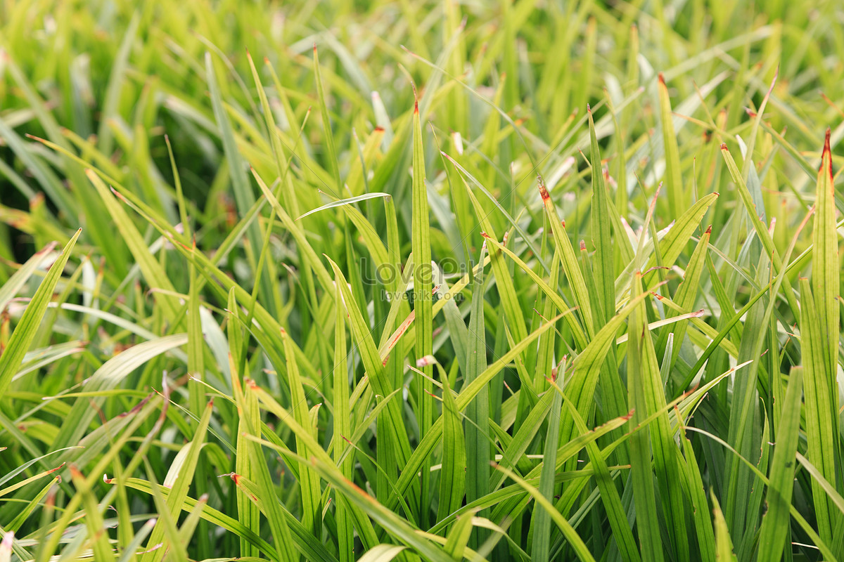 Grass And Tree Green Spring Plants And Plants Picture And HD Photos | Free  Download On Lovepik