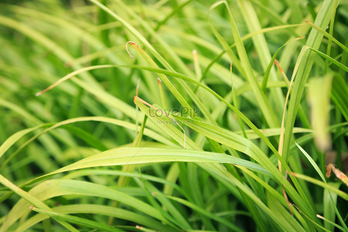 Green Grass Picture And HD Photos | Free Download On Lovepik