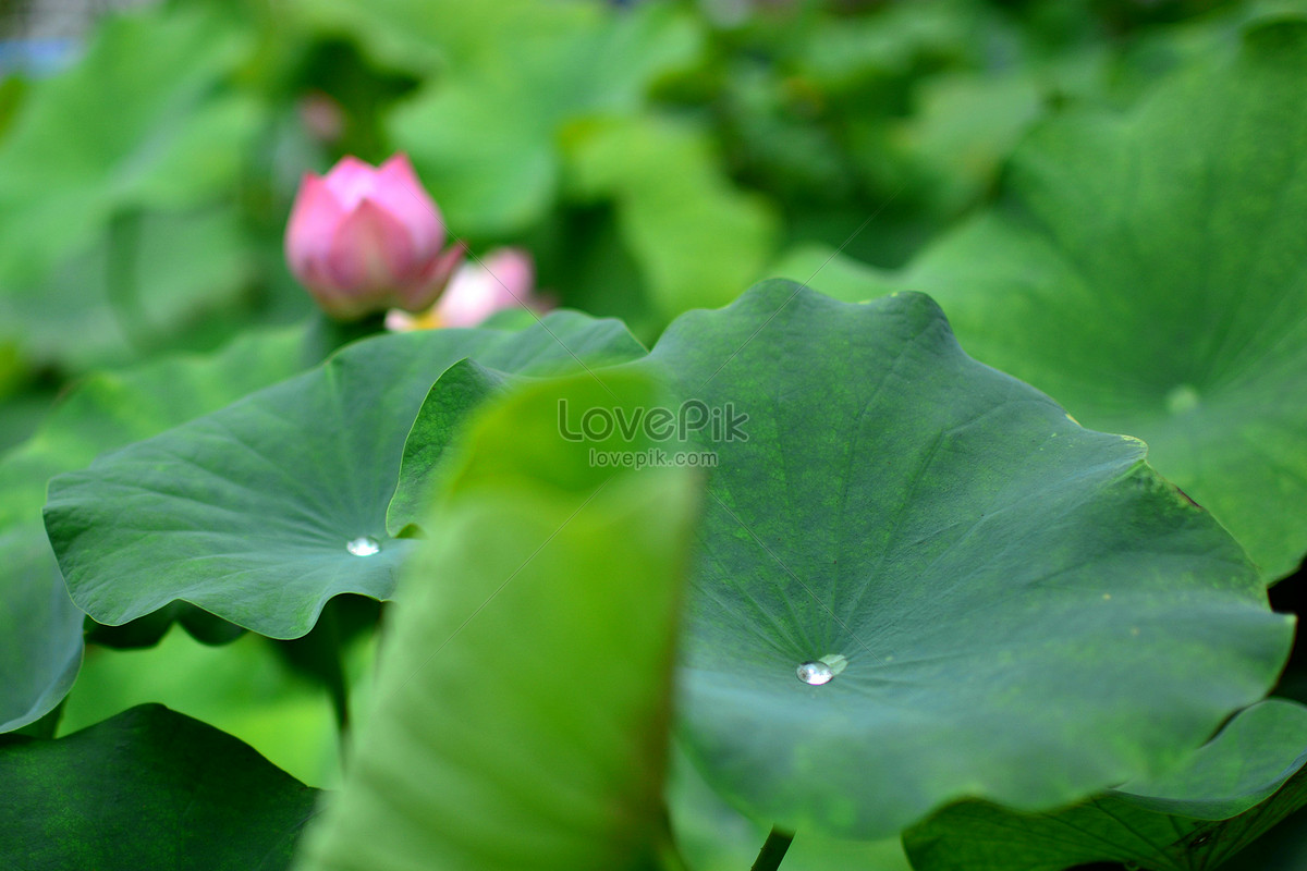 Lotus In Bud In Daming Lake Jinan Picture And HD Photos | Free Download ...