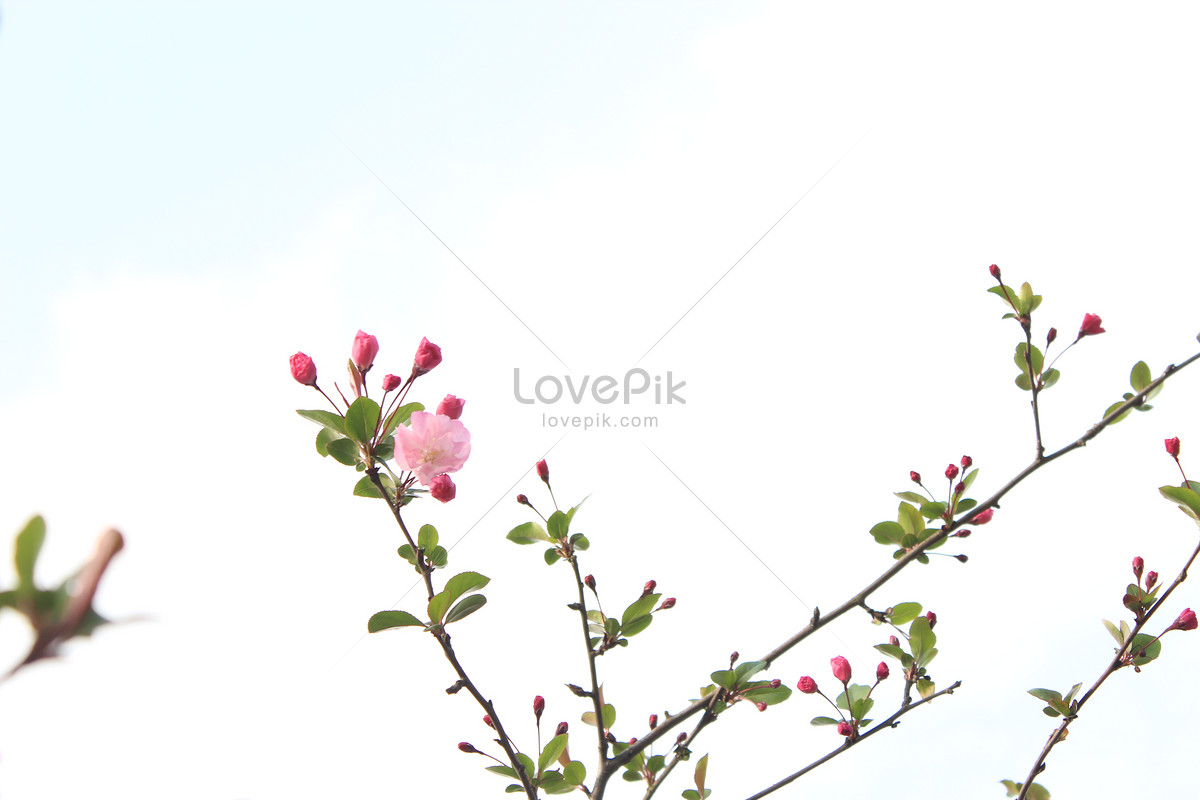 Peach Blossom Picture And HD Photos | Free Download On Lovepik