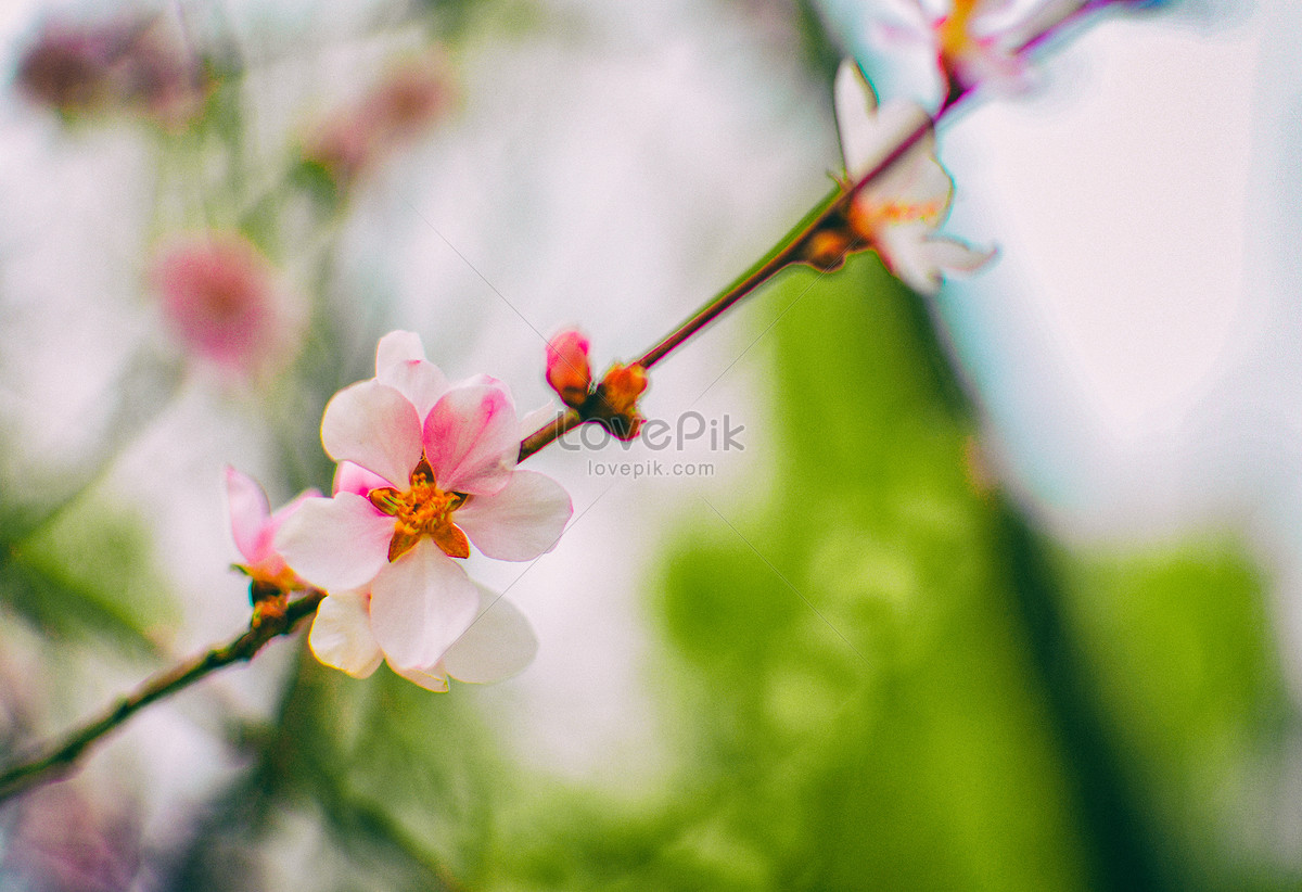 Flores De Durazno En Flor En Primavera Foto | Descarga Gratuita HD Imagen  de Foto - Lovepik