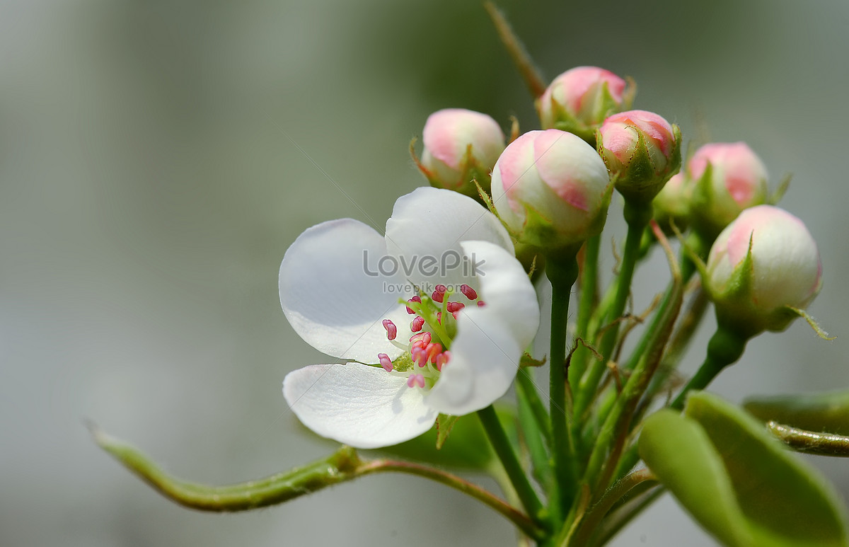 Любовь расцветающая цветами груши 45