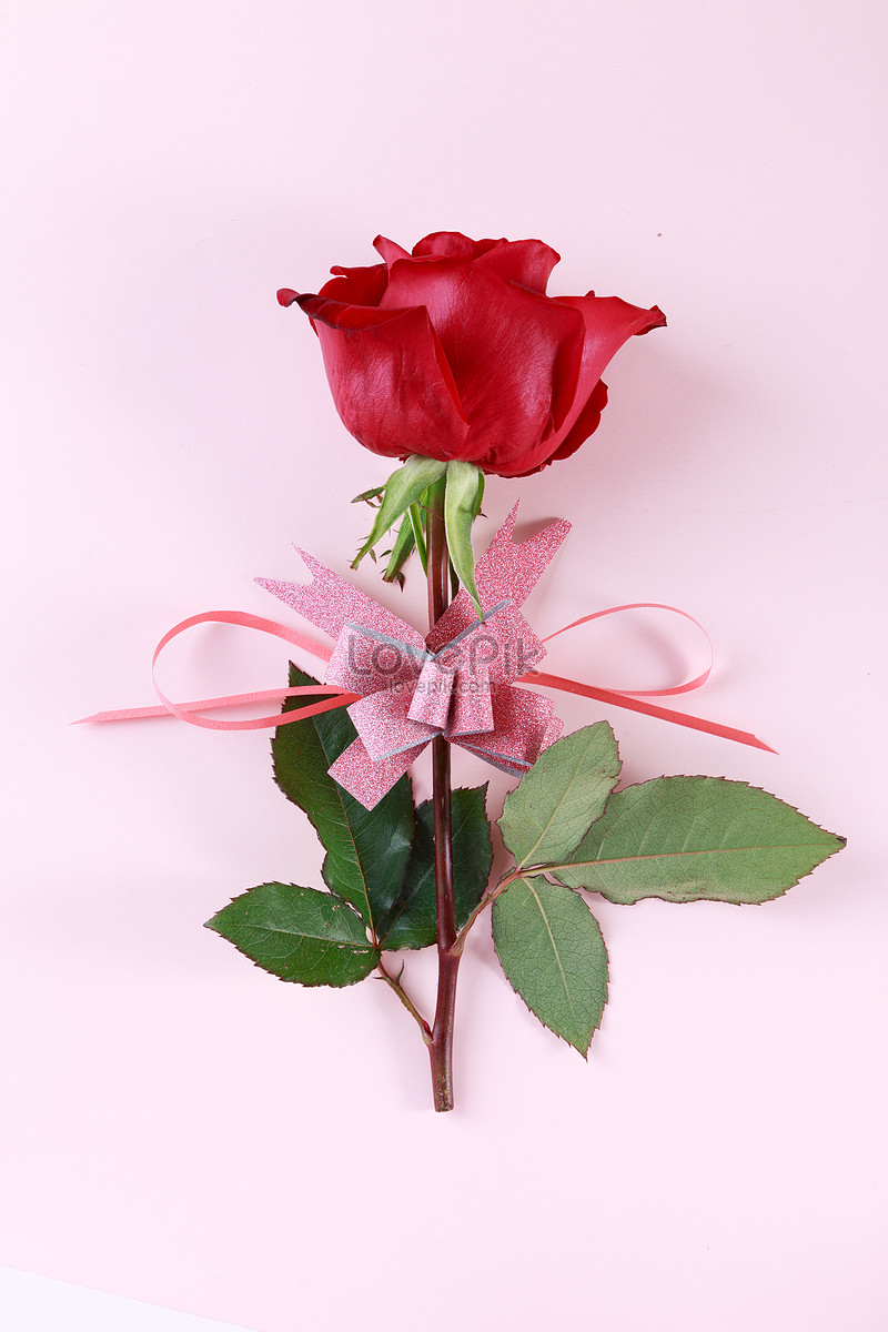 Pink Background Of Red Rose Ribbons Picture And HD Photos | Free Download  On Lovepik