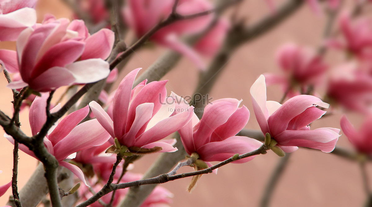 Magnolia Morada Foto | Descarga Gratuita HD Imagen de Foto - Lovepik