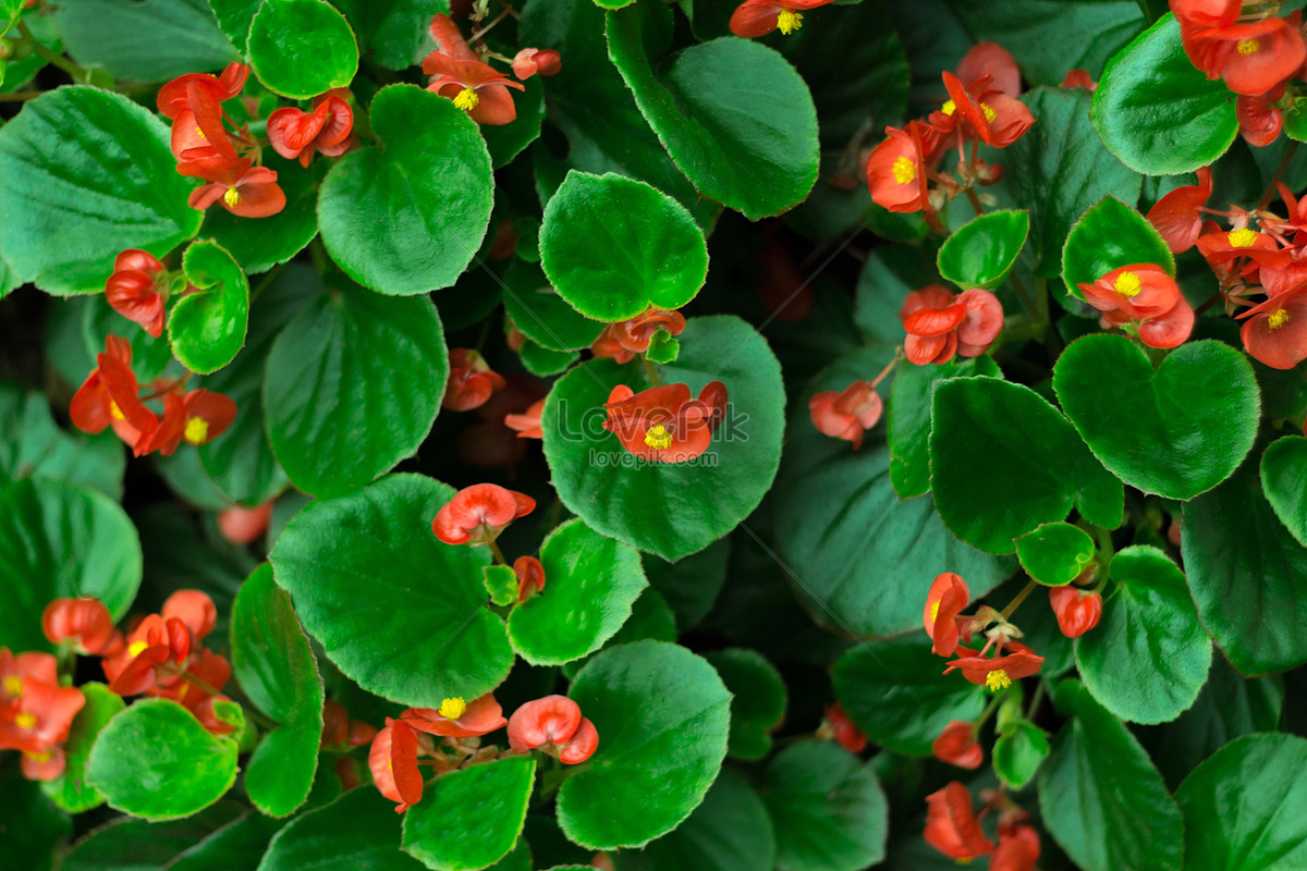 Photo de Petite Fleur Rouge En Feuille Verte, feuilles vertes, vertes,  petites fleurs rouges Photo images free download - Lovepik | 500330085