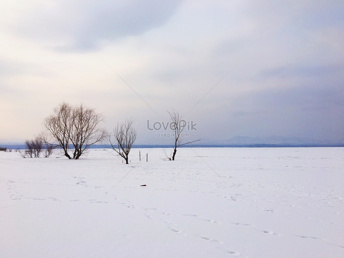 雪中樹圖片素材-JPG圖片尺寸4032 × 3024px-高清圖案500340346-zh ...