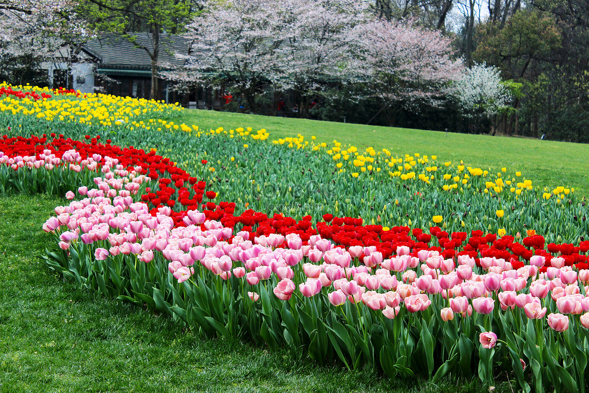 Tulip In Taizi Bay Park, West Lake Picture And HD Photos | Free ...