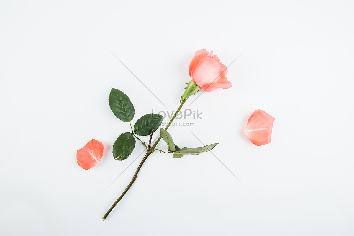 Love Roses Immagini PNG, Vettori, PSD, Foto, Modelli di Sfondo Scarica  Gratis - Lovepik