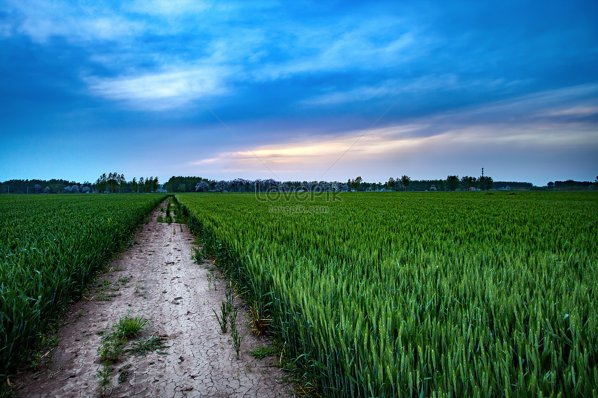 Lúa mì: Bức ảnh về cánh đồng lúa mì rực rỡ màu vàng nắm được cảm giác hoang sơ và tự nhiên của thiên nhiên. Hãy xem và cảm nhận cùng chúng tôi.