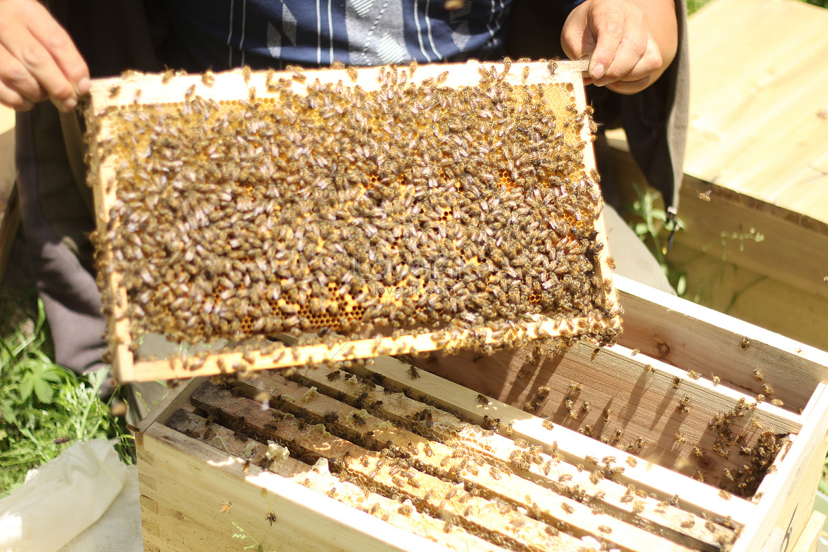 厂家贤平蜂业杉木圆桶格子蜂箱中蜂蜜蜂土养蜂箱招蜂诱蜂桶-阿里巴巴