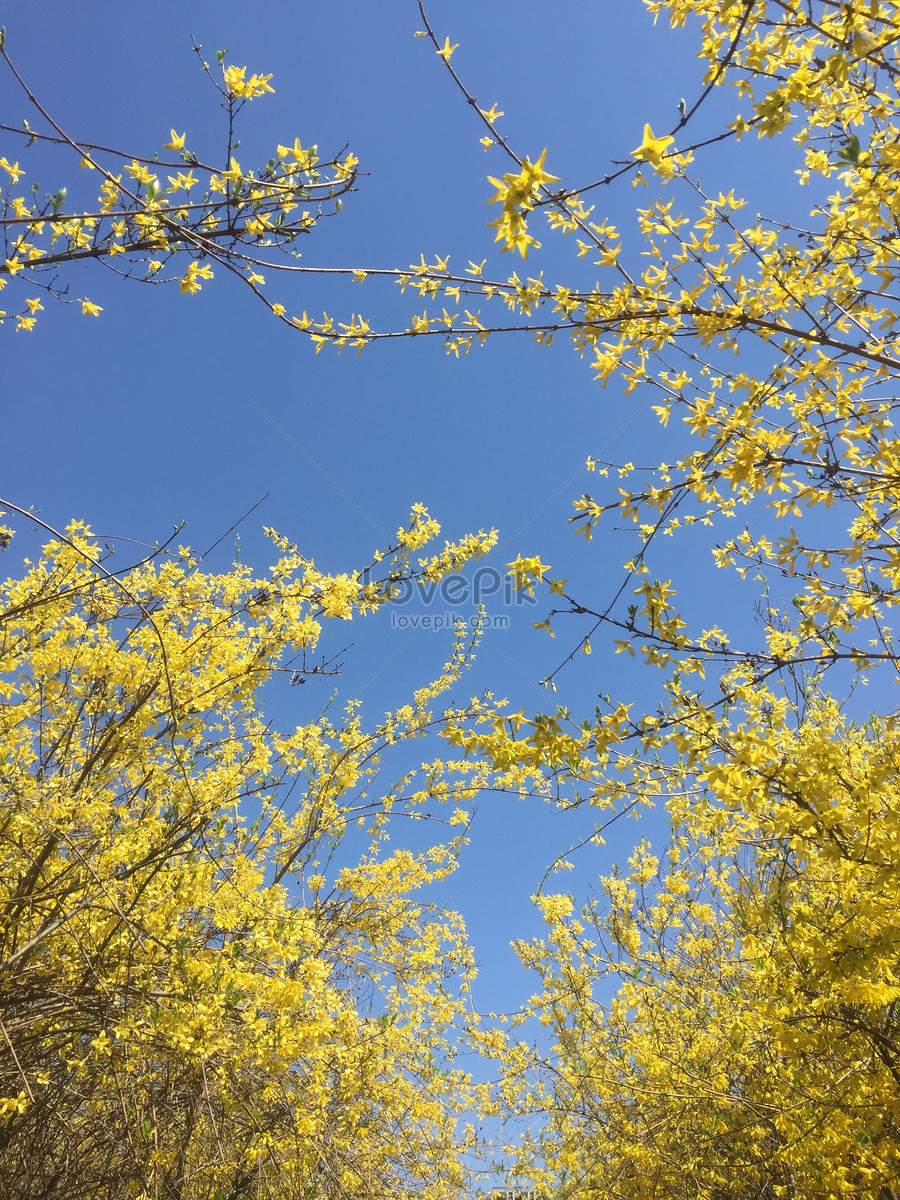 Bức ảnh dưới bầu trời xanh thẳm và hoa cúc vàng lung linh làm say đắm lòng người, khơi dậy cảm xúc trong từng khoảnh khắc.