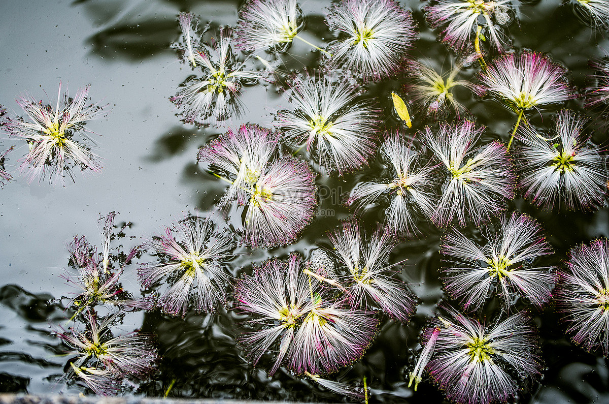 A Acacia Falling On The Surface Of The Water Picture And HD Photos ...