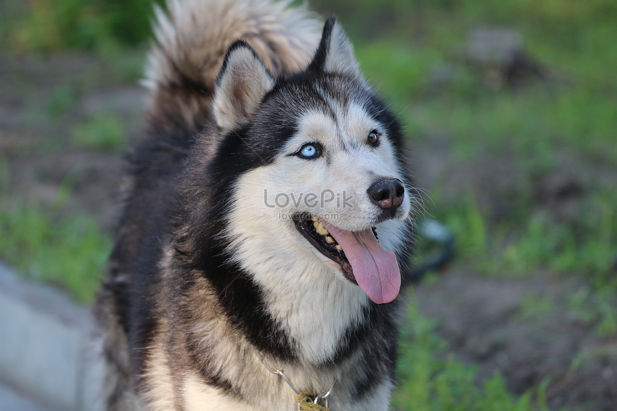 ảnh Chó Alaska Tải Xuống Miễn Phí, ảnh Động vật dễ thương, đáng yêu, con chó  đẹp Trên Lovepik