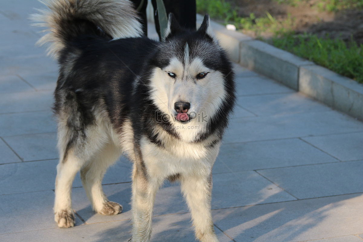 ảnh Chó Alaska Tải Xuống Miễn Phí, ảnh Động vật dễ thương, đáng yêu, con chó  đẹp Trên Lovepik
