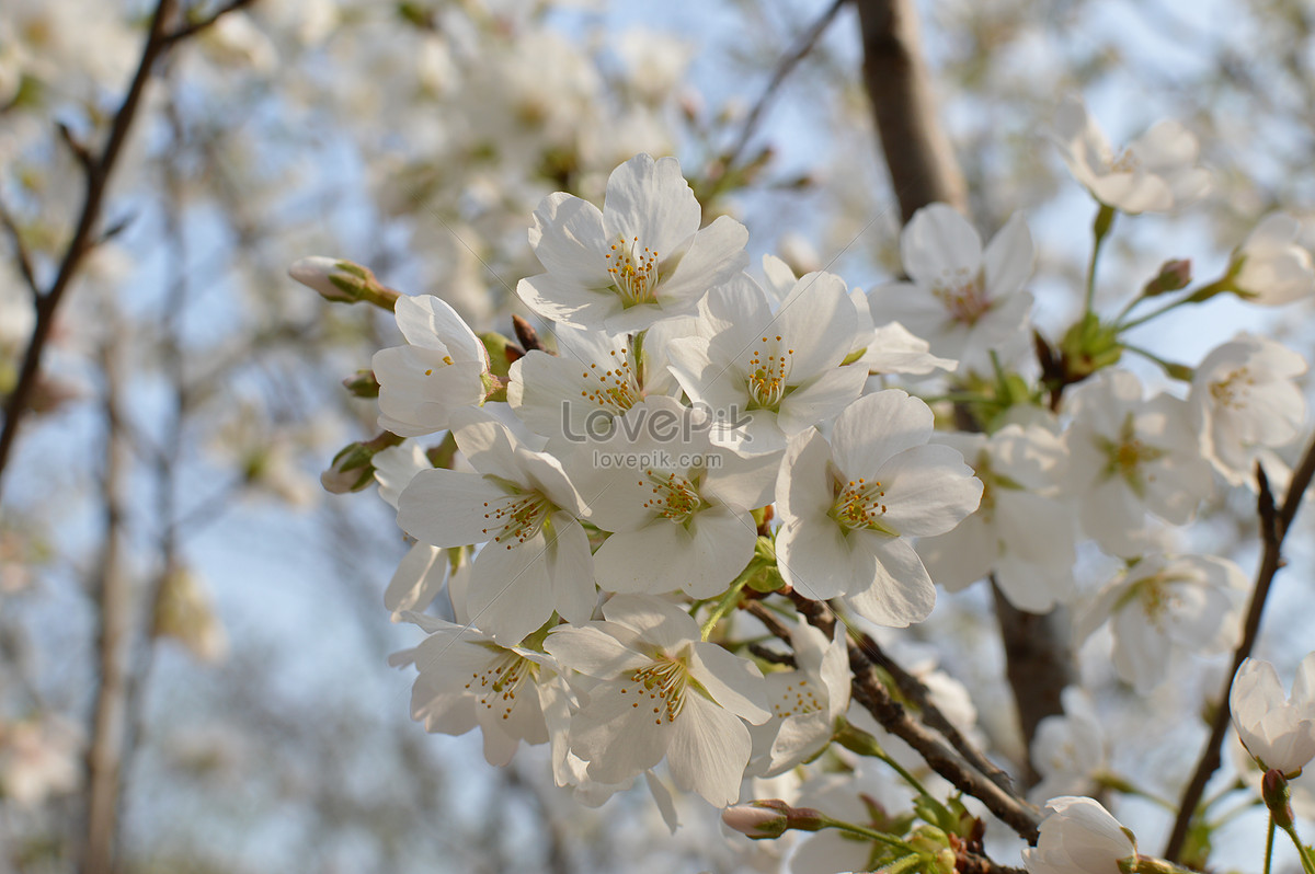 Beautiful Sakura Scenery Picture And HD Photos | Free Download On Lovepik