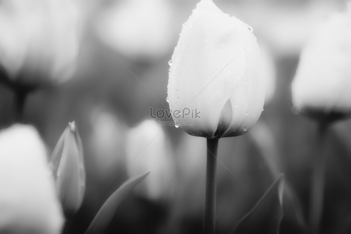 Hoa Tulip Đen Trắng (Black and White Tulip Flowers): Màu đen trắng luôn mang đến một cảm giác sang trọng và trang nhã. Và khi được áp dụng vào hoa tulip, chúng trở nên đầy bất ngờ và độc đáo. Khám phá những bông hoa tulip đen trắng tuyệt đẹp để trải nghiệm cảm giác mới lạ này.