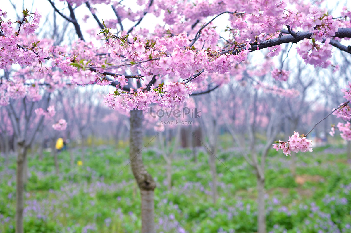 Blooming Sakura Tree Picture And Hd Photos Free Download On Lovepik