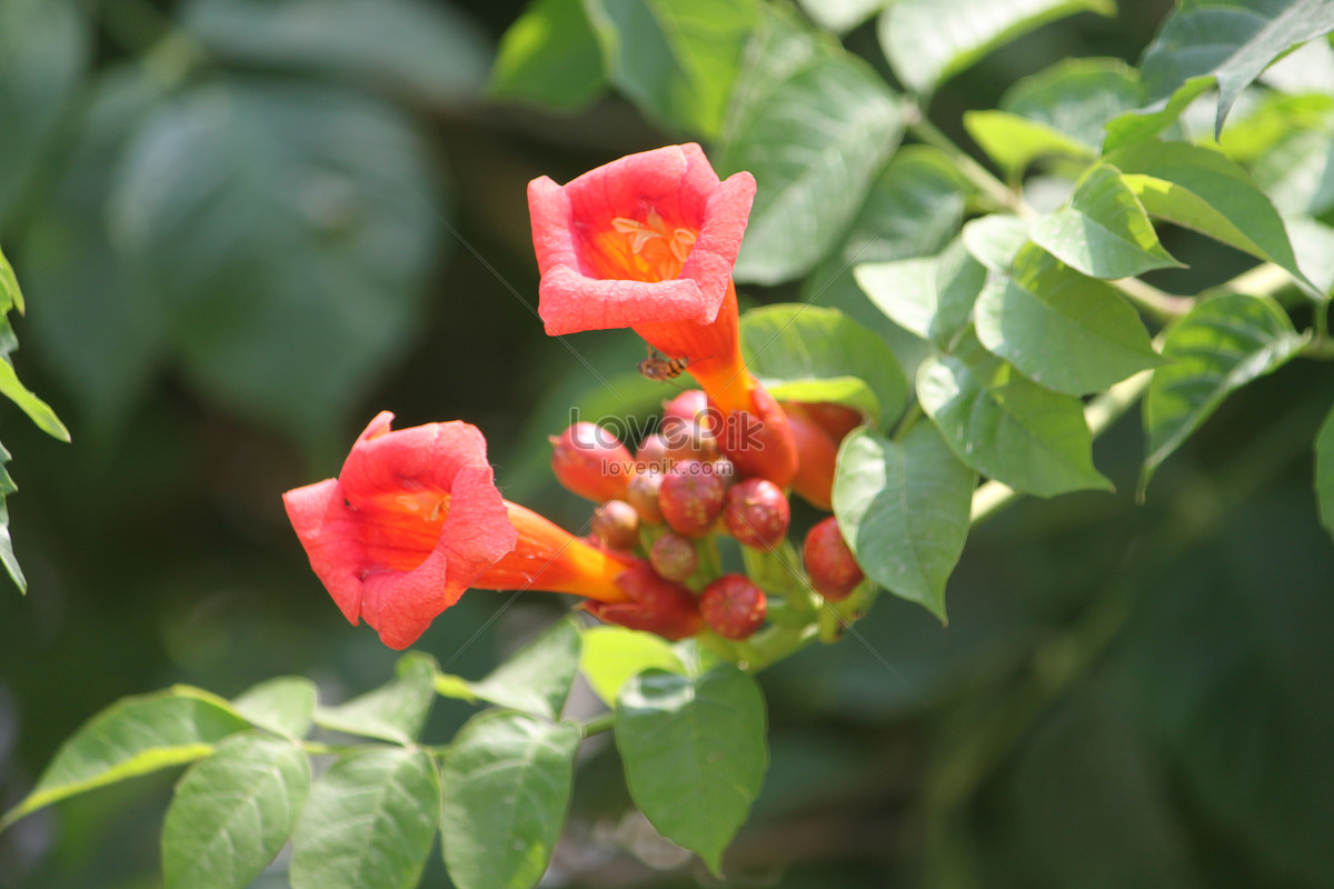 Chinese trumpet creeper stock photo. Image of green, motherly