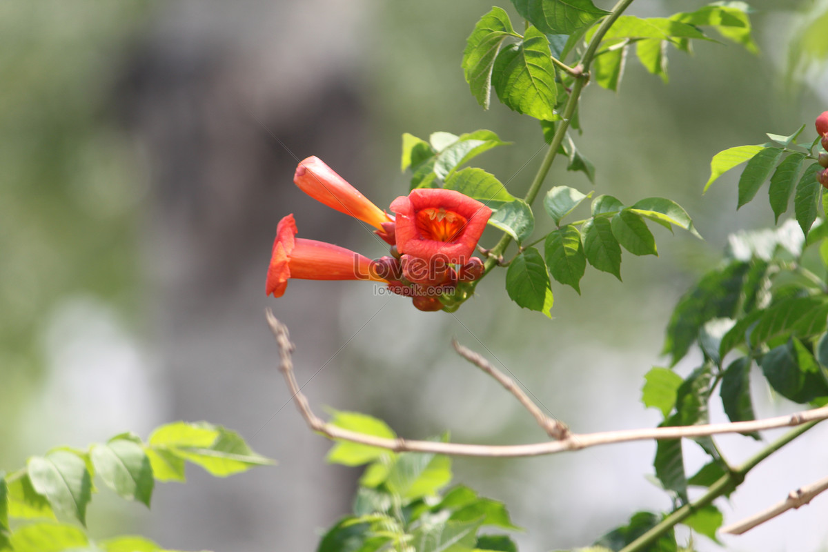 Chinese trumpet creeper stock photo. Image of green, motherly