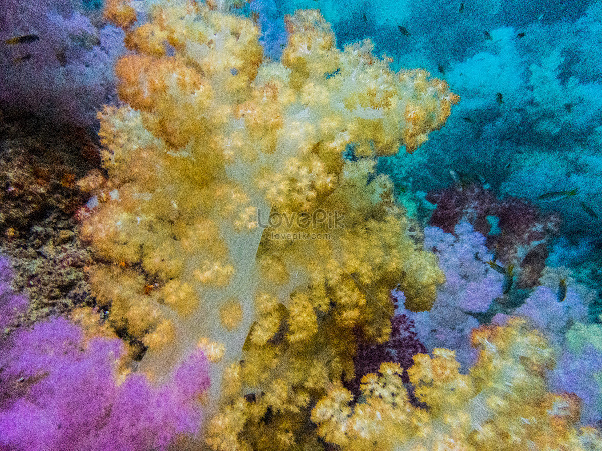 Colourful Coral Picture And HD Photos | Free Download On Lovepik