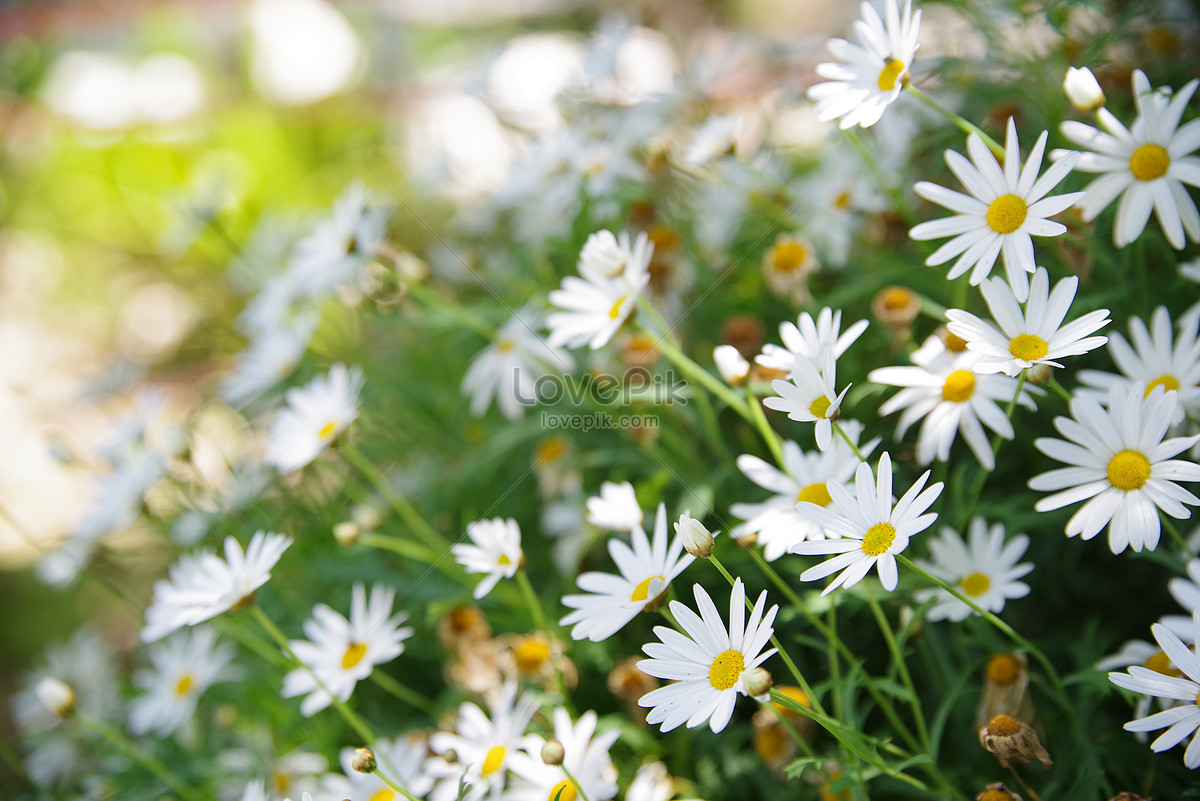 Daisy leaves