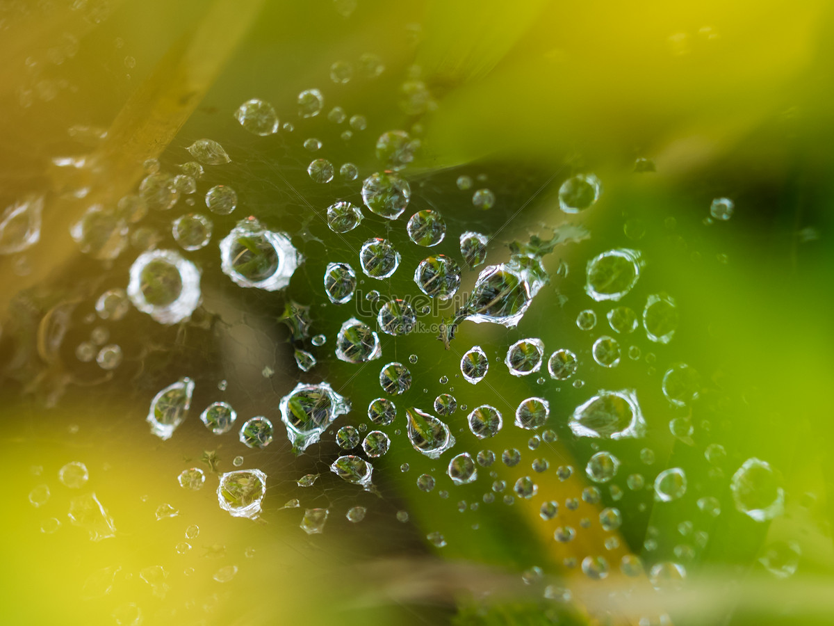 spider web wallpaper dew