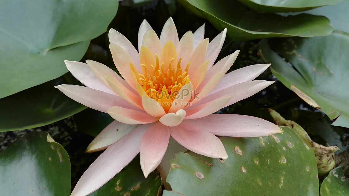 Naturaleza Rosada Elegante De La Planta Del Lirio De Agua Foto | Descarga  Gratuita HD Imagen de Foto - Lovepik