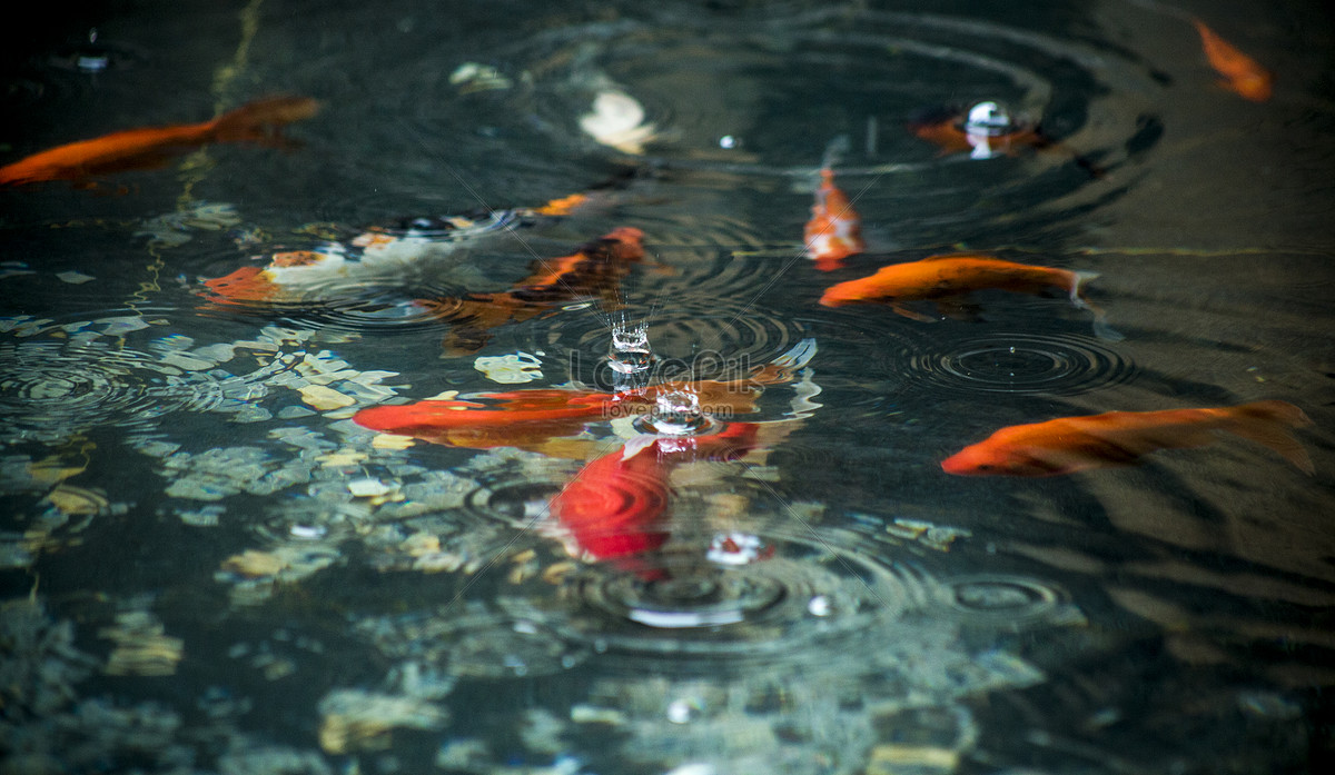 Fish In The Ponds In The Rain Picture And HD Photos