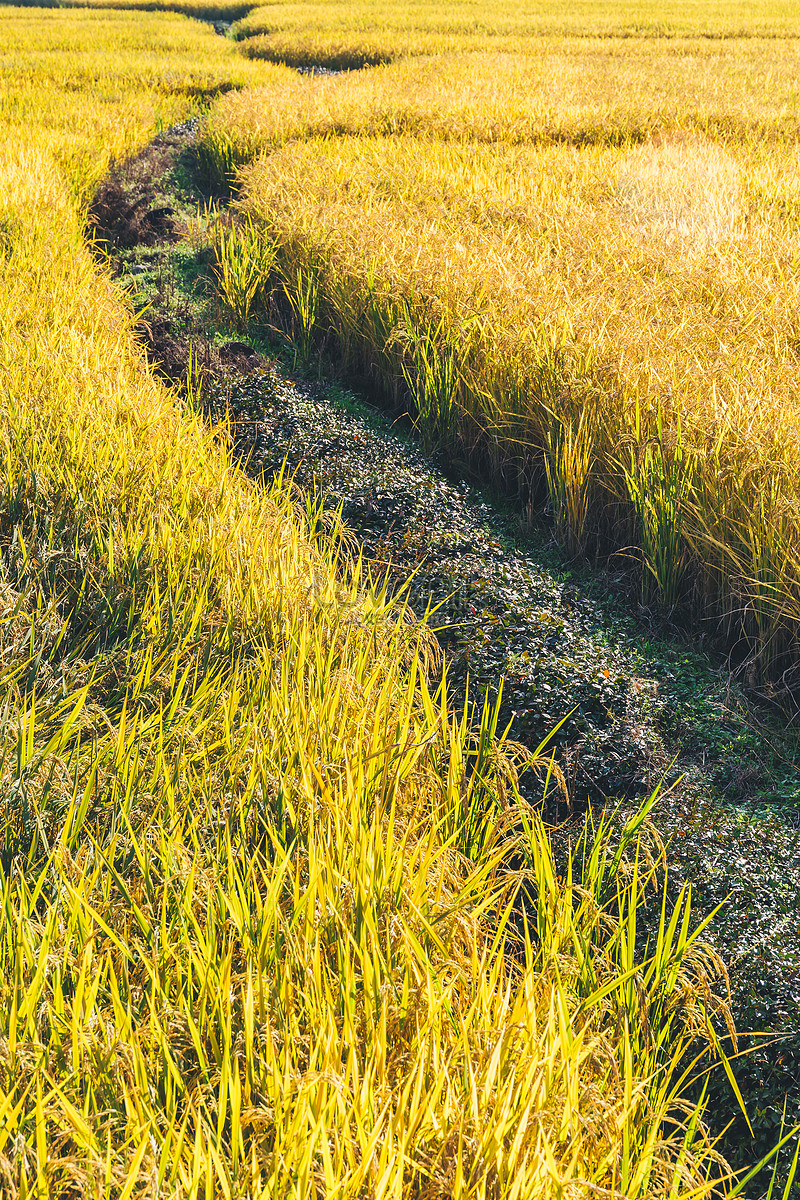 golden wheat field high resolution