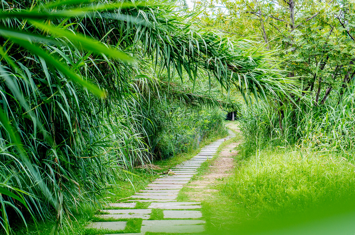 Green trail. Зеленая тропа отель. Сцена с зеленой дорожкой. Заключенные картинки форме открыток Церковь с зеленой тропинкой.