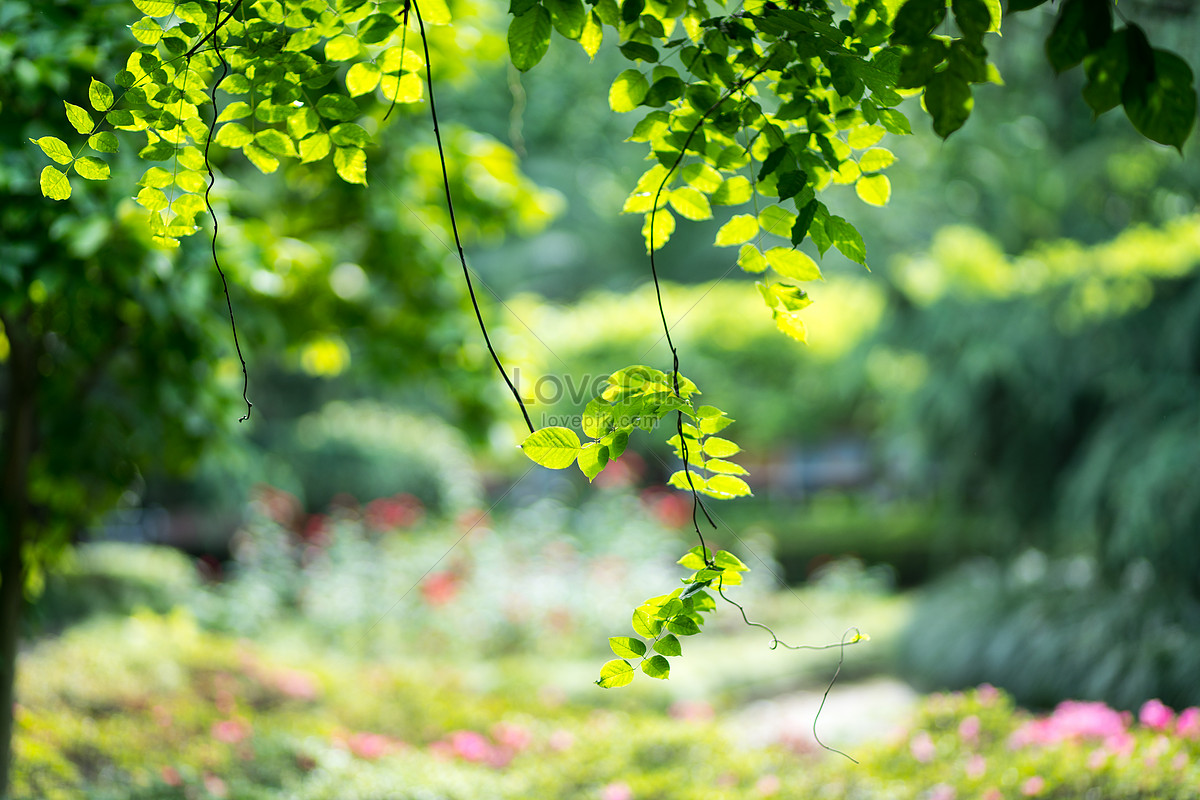 Green Plants And Plants Picture And HD Photos | Free Download On Lovepik