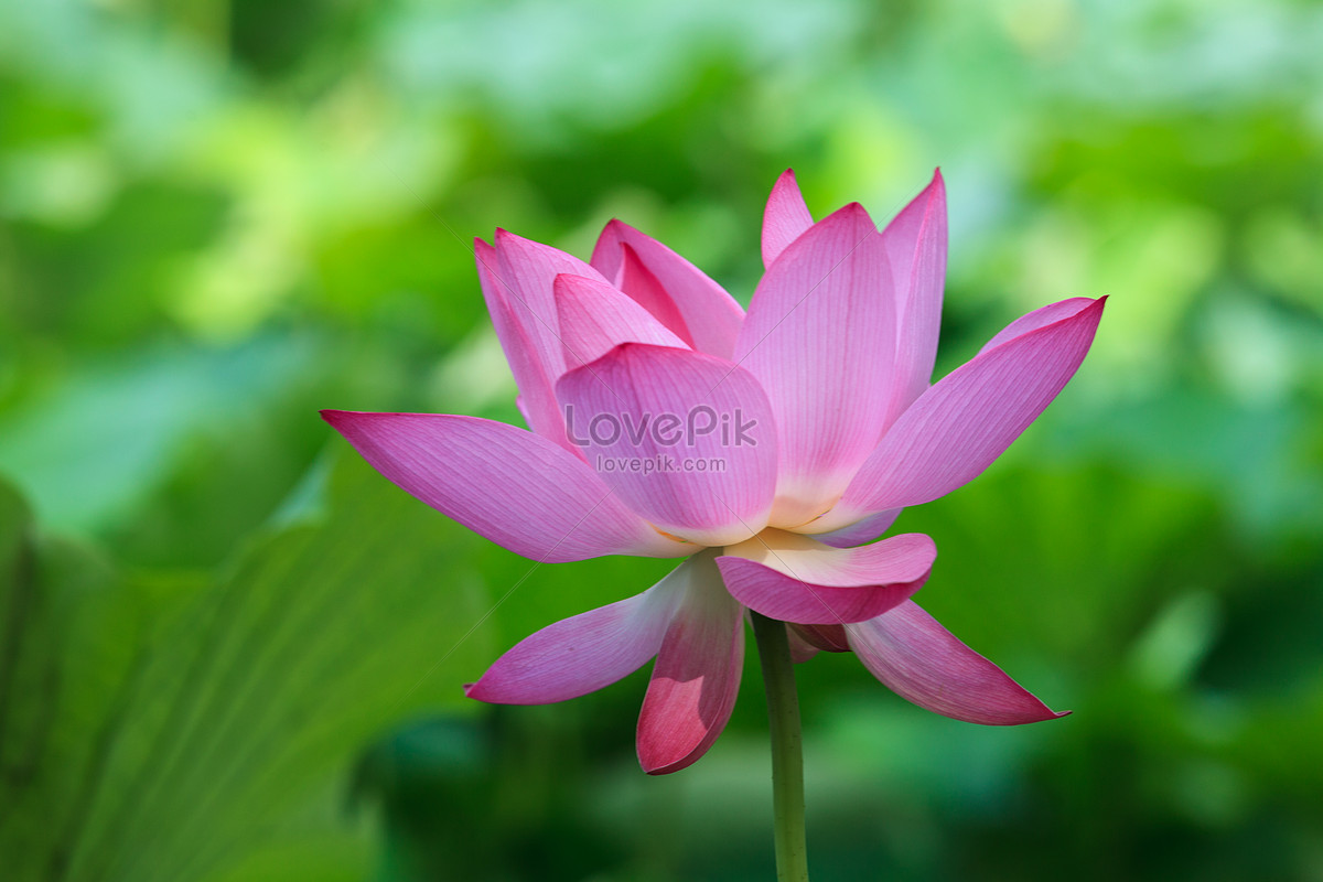 Lotus And Water Lily Picture And HD Photos | Free Download On Lovepik