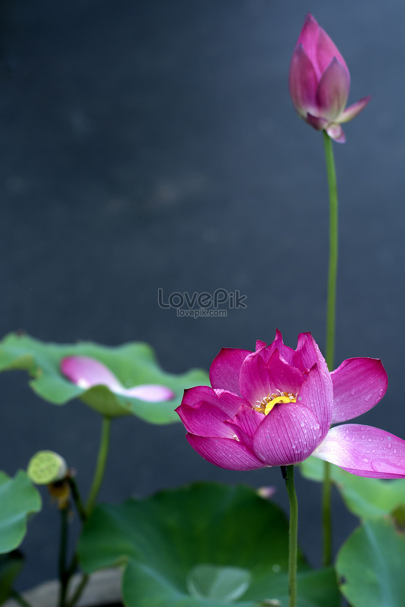 荷花蓮花圖片素材-JPG圖片尺寸3904 × 5856px-高清圖案500451404-zh ...