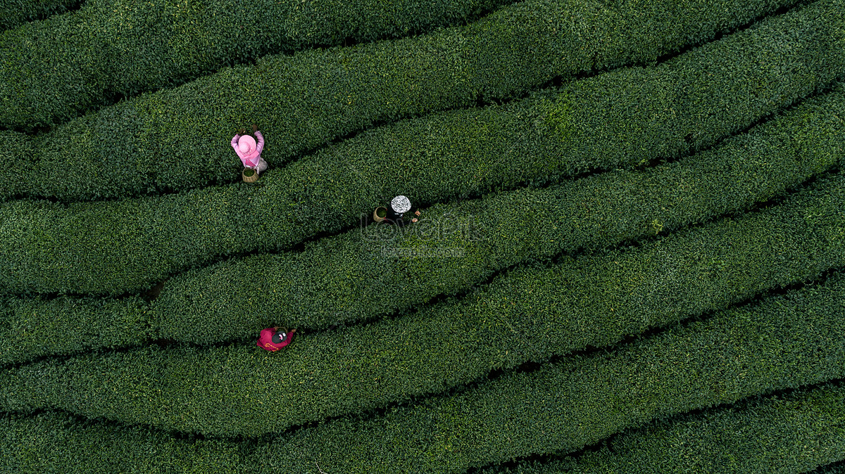 Natural Tea In Tea Leaves Picture And HD Photos | Free Download On Lovepik