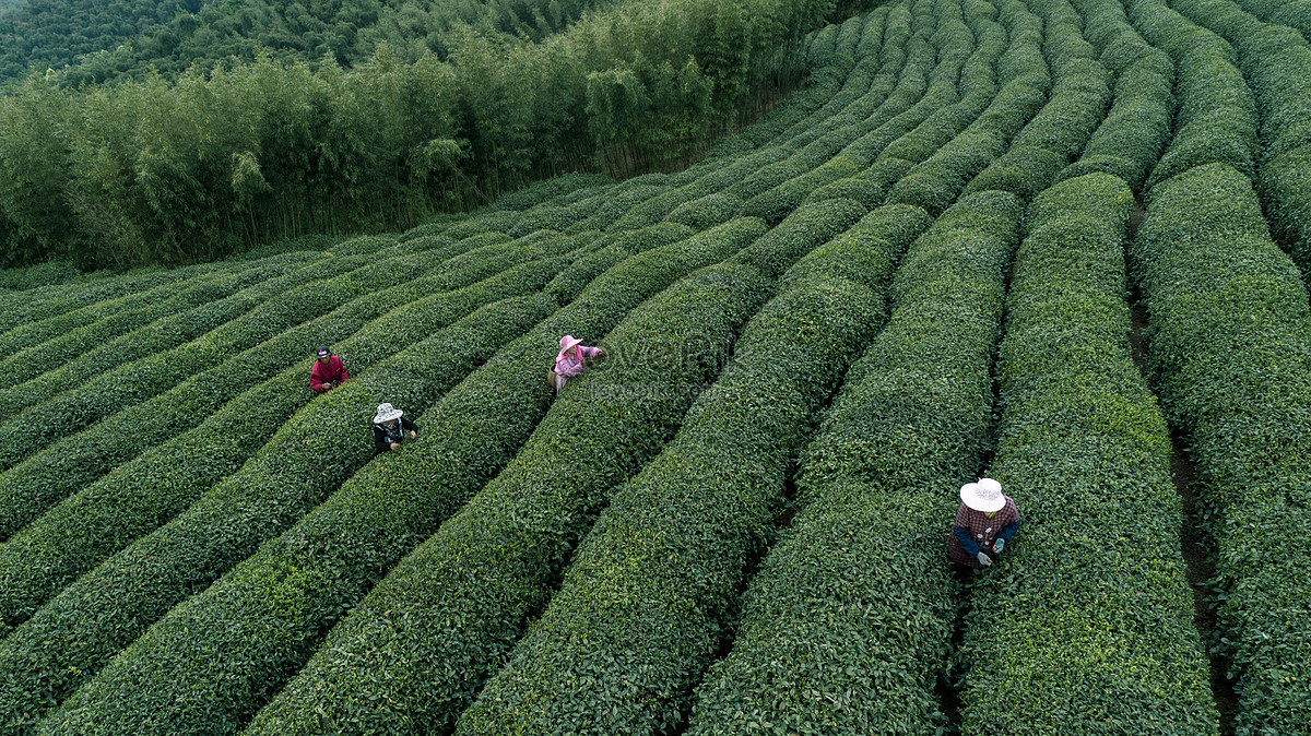 Natural Tea In Tea Leaves Picture And HD Photos | Free Download On Lovepik