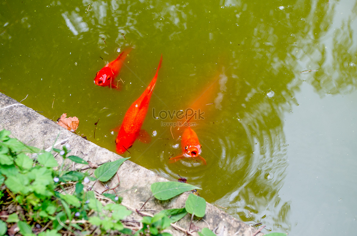 Fun water koi