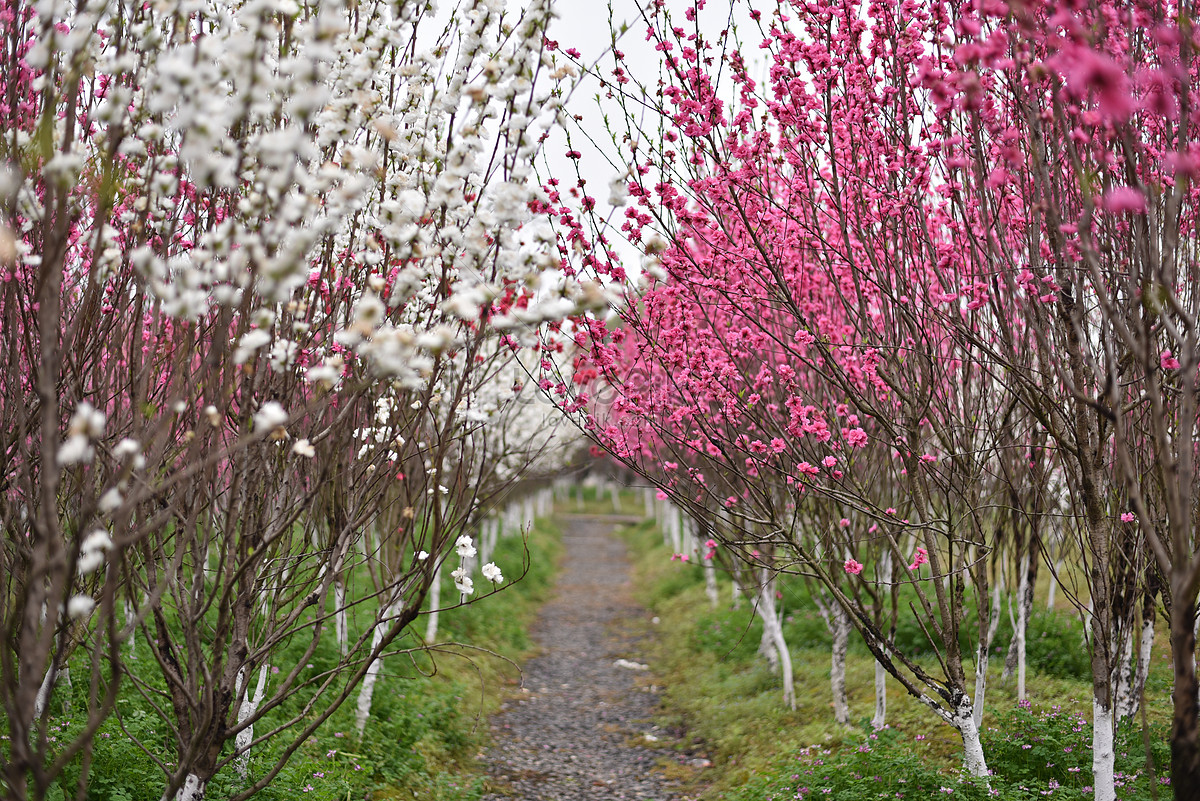 Peach Blossom Forest Picture And HD Photos | Free Download On Lovepik