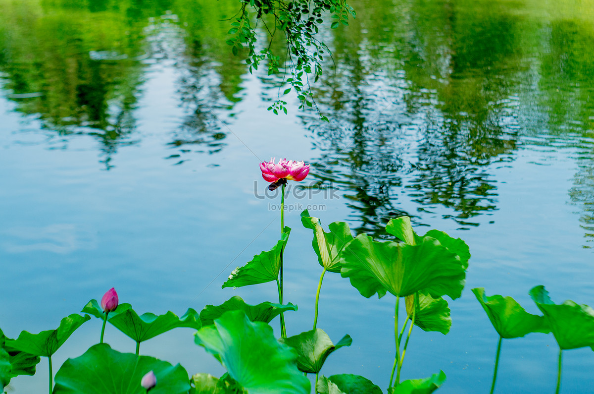 Mùa Hè là mùa của sự tươi vui và sự rực rỡ. Summer ponds and lotus leaves sẽ làm tỏa đi sự nóng bức của mùa hè và đưa bạn đến một thế giới bình yên với hình ảnh những tảng đá nổi trên mặt nước và lá sen trôi dịu dàng nơi những con ao. 