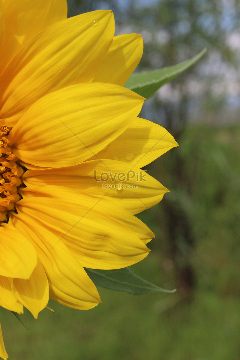 Girasol Después De La Lluvia Foto | Descarga Gratuita HD Imagen de Foto -  Lovepik