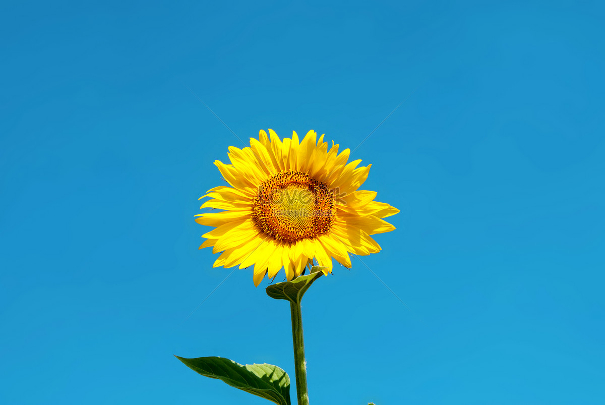 Imagenes de Girasol Azul, Fondo Girasol Azul Fotos y PNG Descarga Gratis -  Lovepik