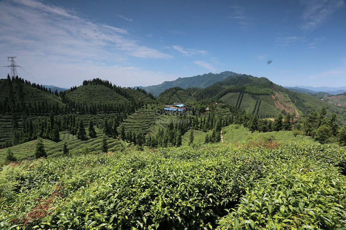 Tea Garden Picture And HD Photos | Free Download On Lovepik