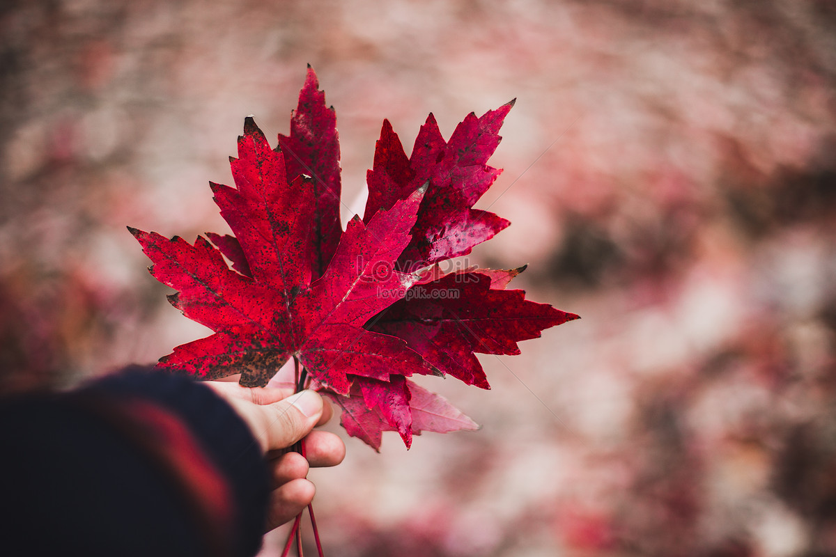 秋风来袭，红枫满地，不如用一张枫叶书签来表达你对他的感情吧！